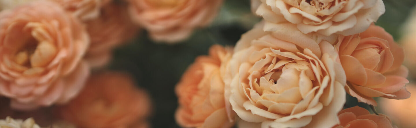 blog header
